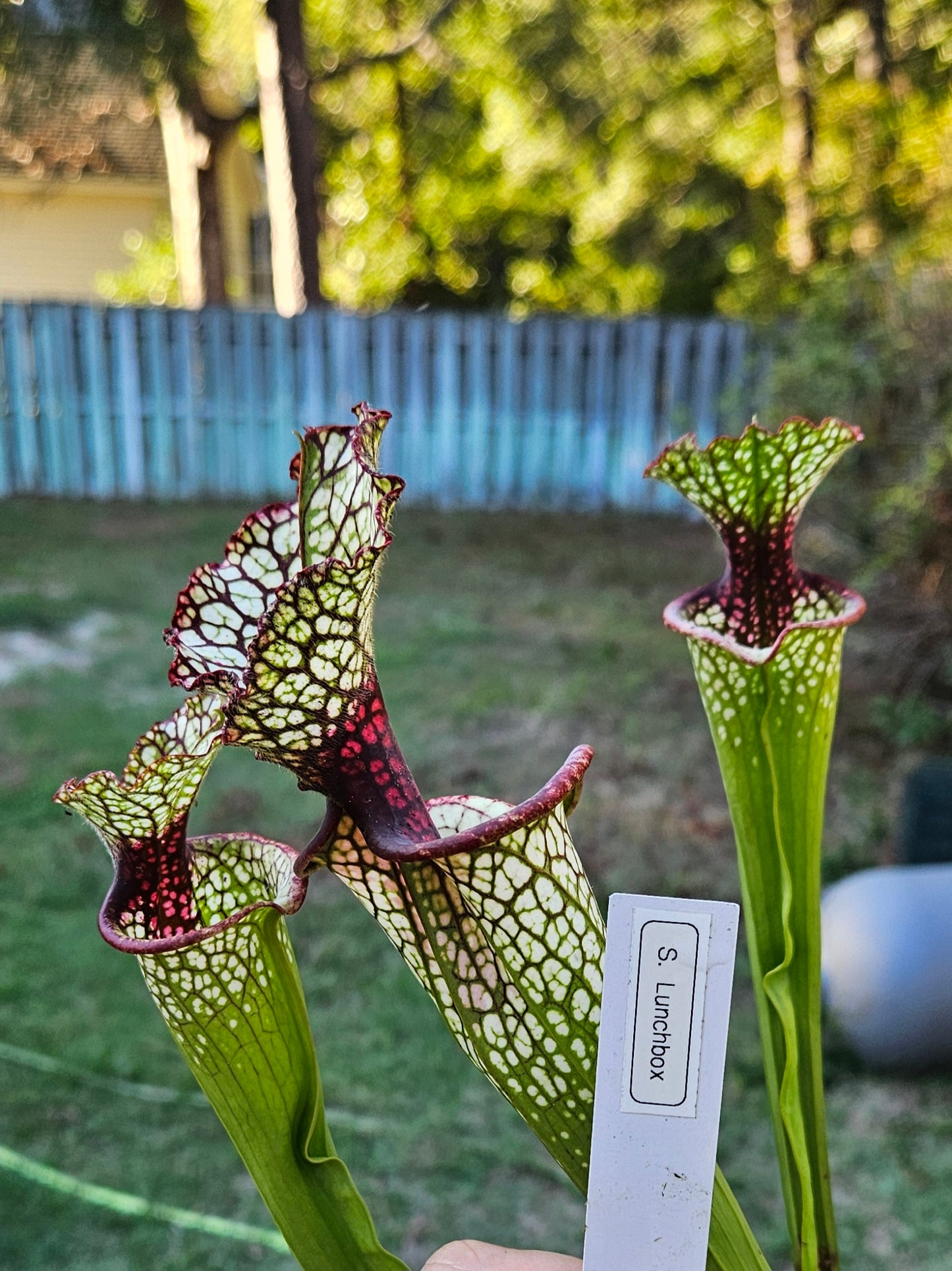 Pitcher Plant - Sarracenia Lunchbox