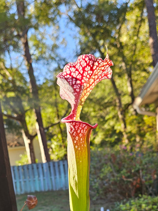 Pitcher Plant - Sarracenia Leucophylla Red (WRR x Frankin Co FL Clone B) x Adran Slack - Grape Crush - Carnivorous Live Plant