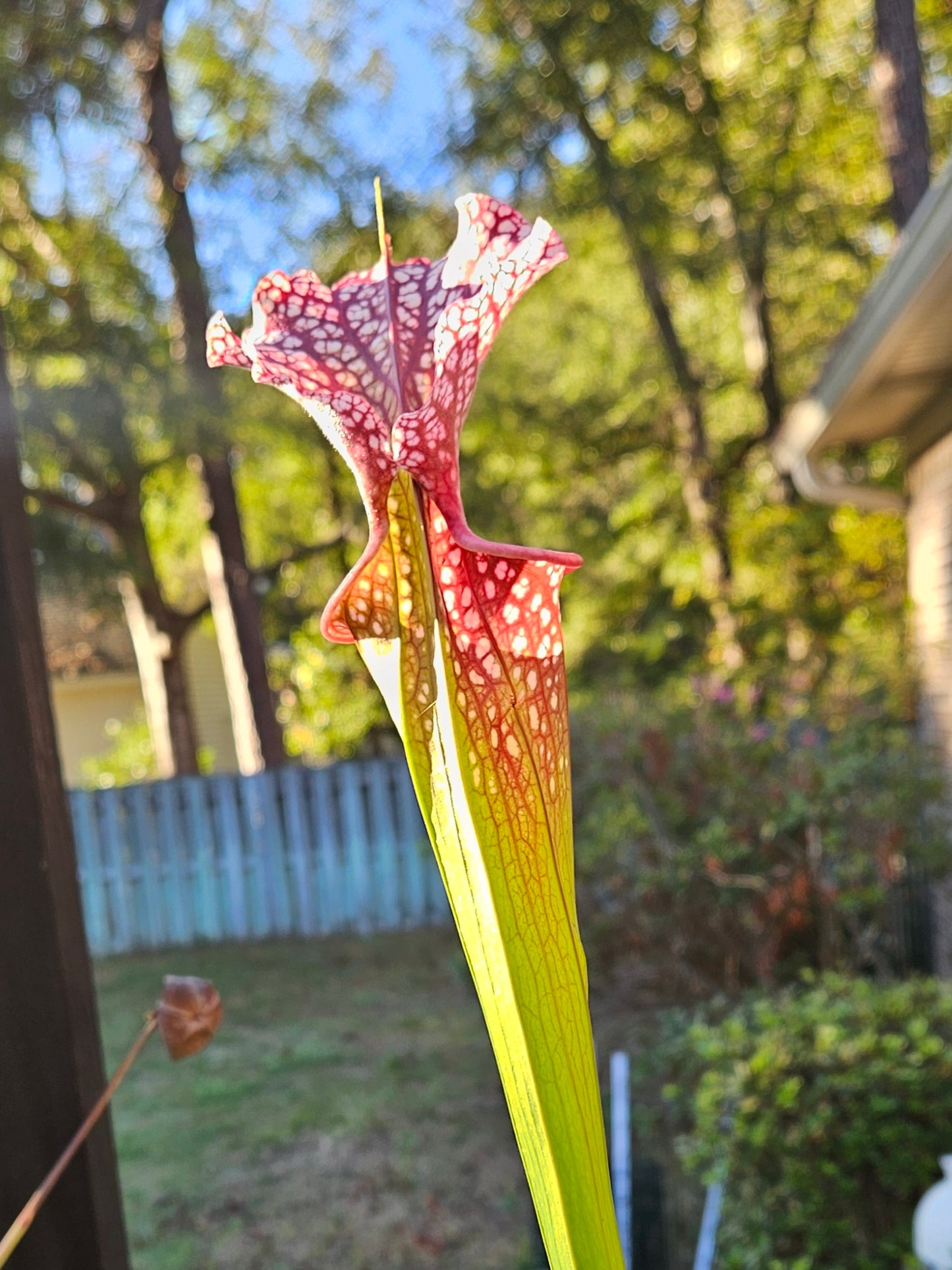 Pitcher Plant - Sarracenia Leucophylla Red (WRR x Frankin Co FL Clone B) x Adran Slack - Grape Crush