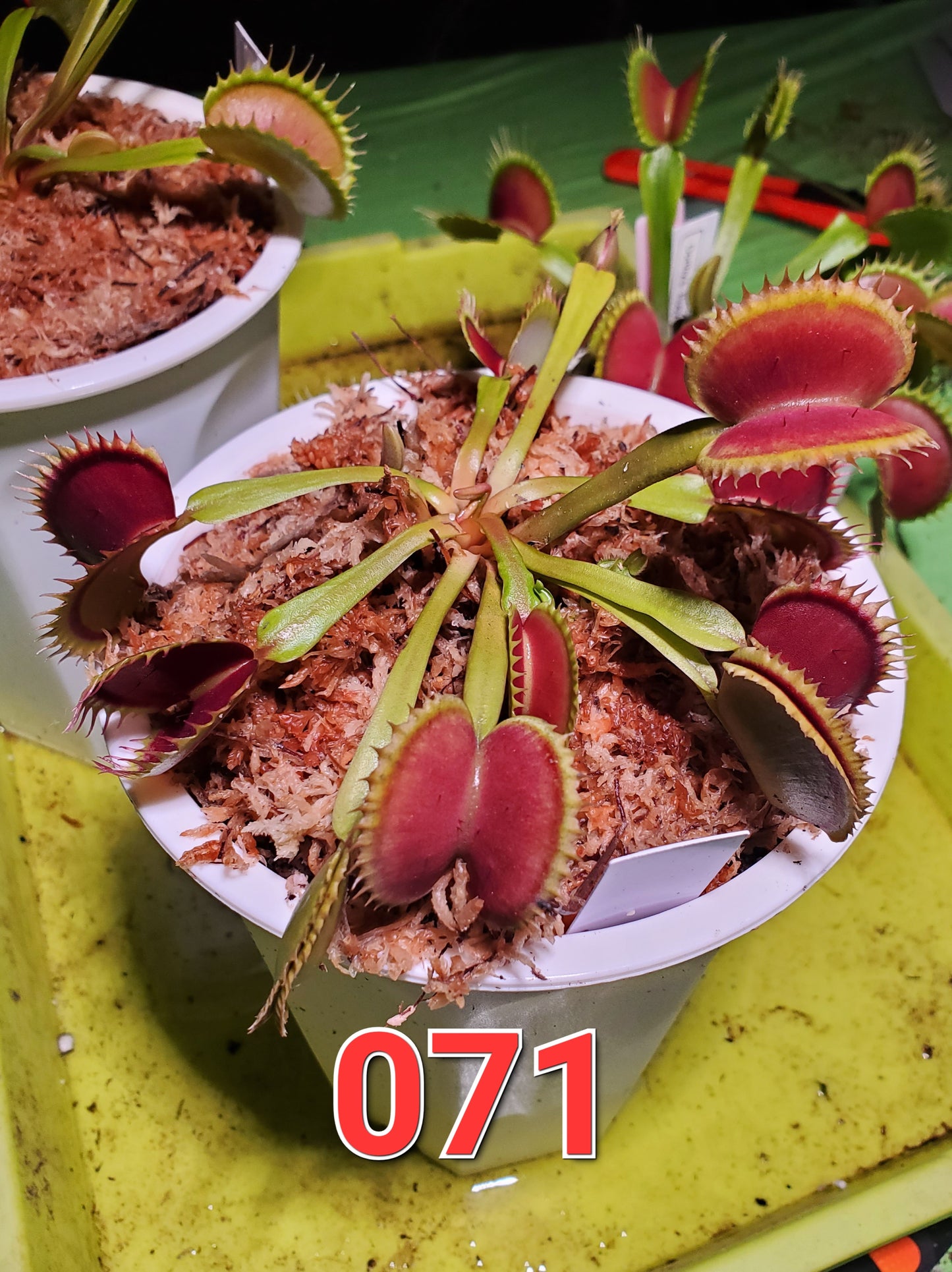 Get me that plant - 071 - HF Dorothy's Ruby Red Rippers Flytrap Carnivorous plant