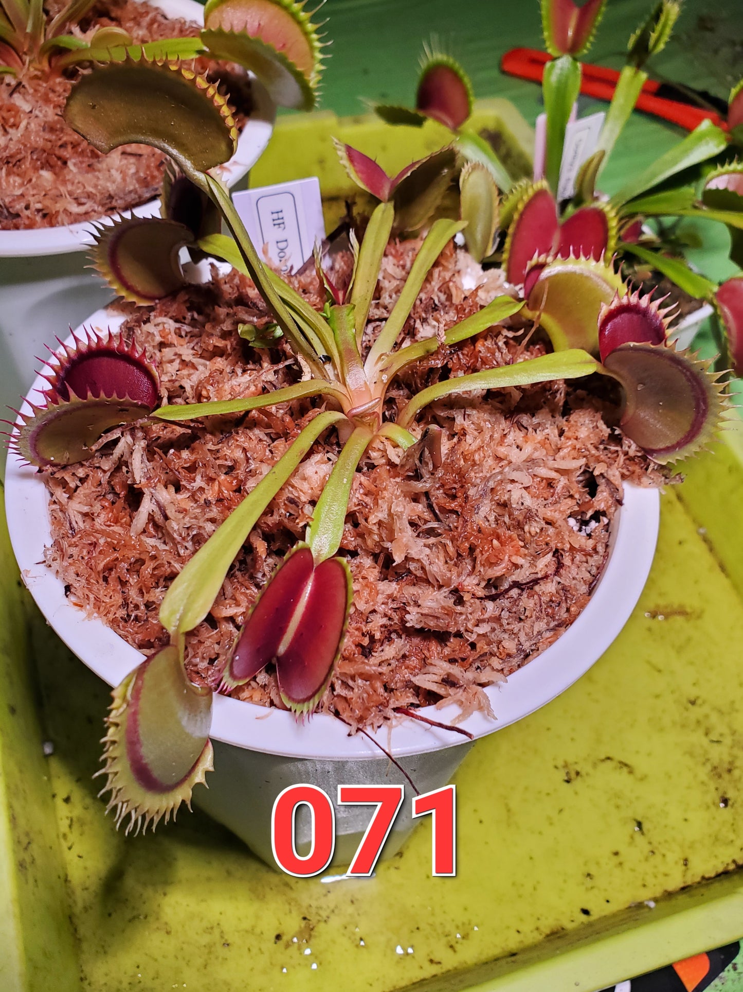 Get me that plant - 071 - HF Dorothy's Ruby Red Rippers Flytrap Carnivorous plant