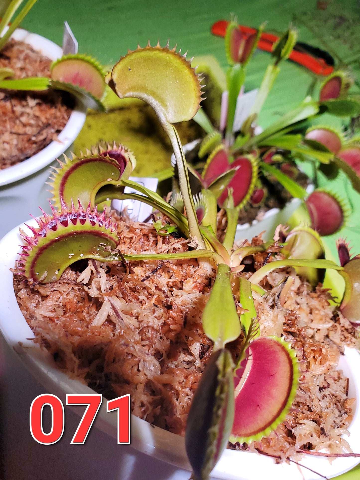 Get me that plant - 071 - HF Dorothy's Ruby Red Rippers Flytrap Carnivorous plant