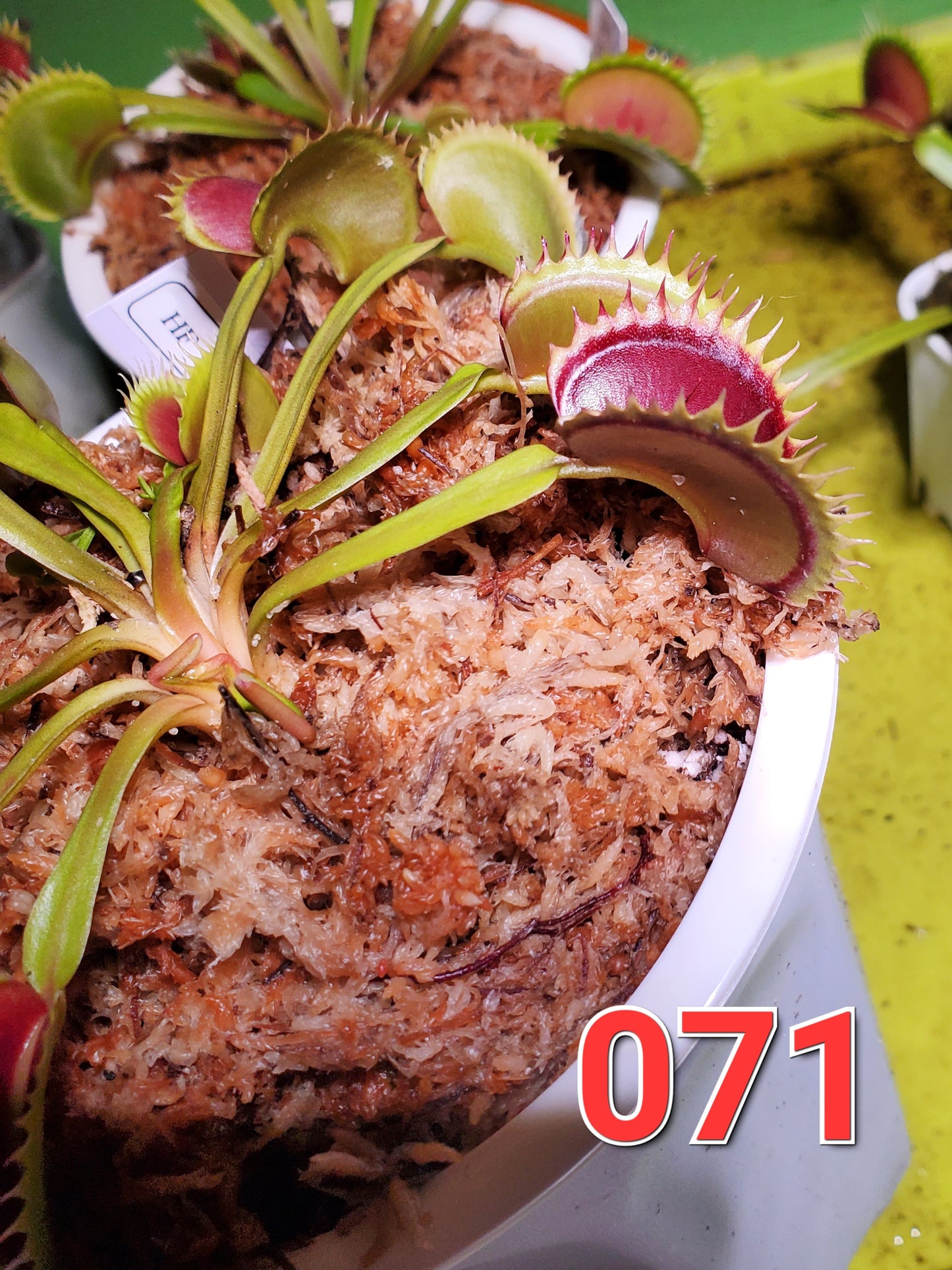 Get me that plant - 071 - HF Dorothy's Ruby Red Rippers Flytrap Carnivorous plant