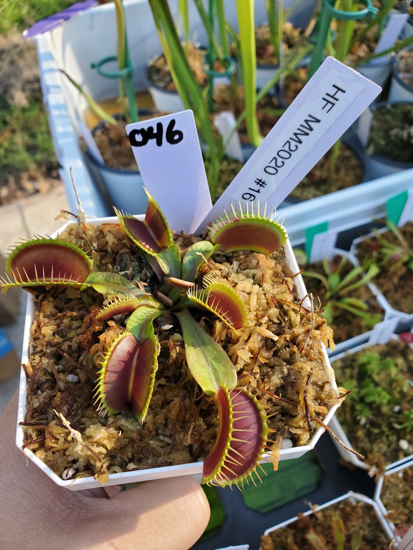 Get me that plant - 046 - HF MM x MM 2020 #16 Flytrap Carnivorous plant