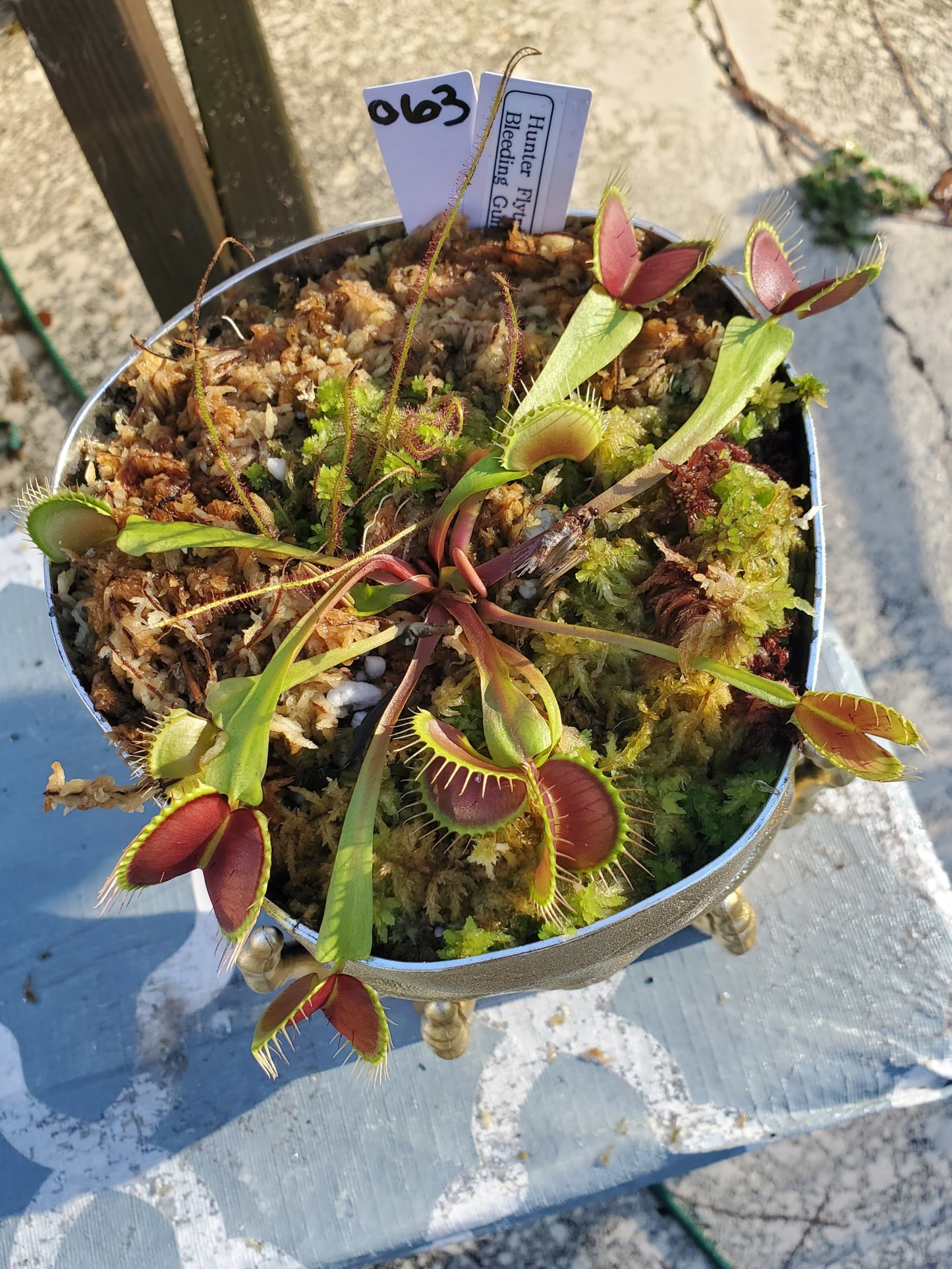 Get me that plant - 063 - HF Bleeding Gums Murphy seedgrown Skull pot Flytrap Carnivorous plant