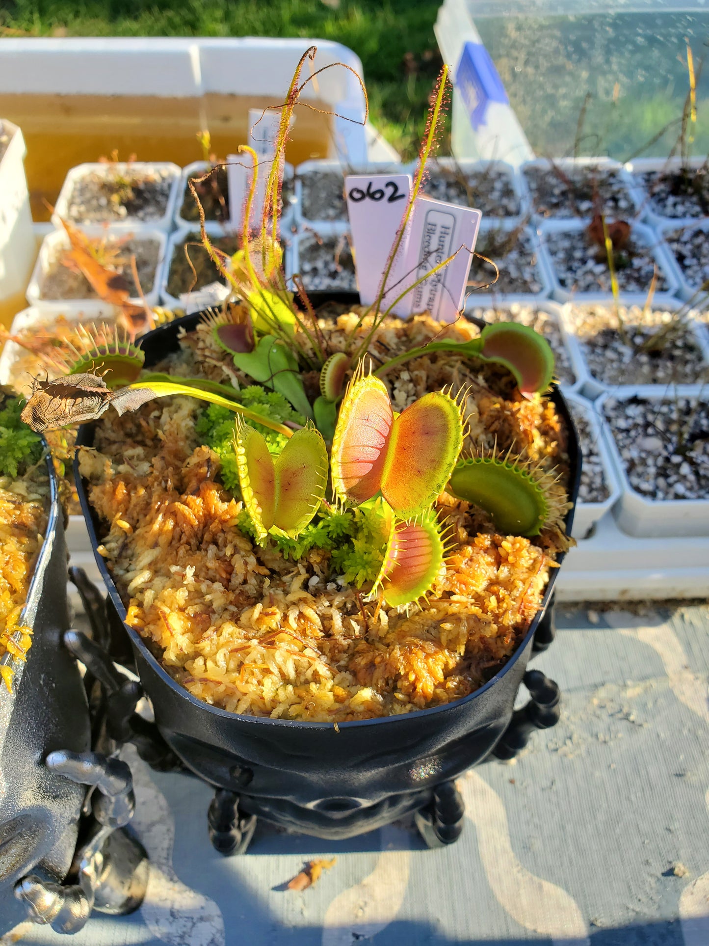 Get me that plant - 062 - HF Bleeding Gums Murphy seedgrown Skull pot Flytrap Carnivorous plant