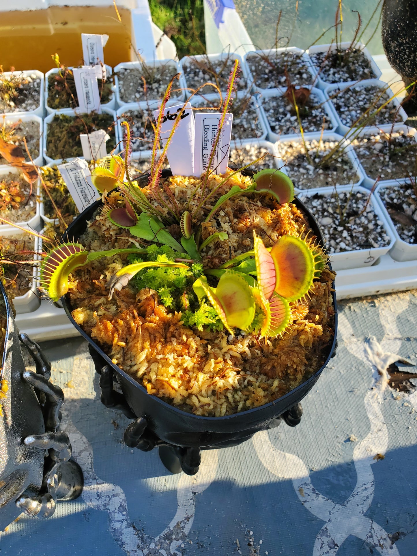 Get me that plant - 062 - HF Bleeding Gums Murphy seedgrown Skull pot Flytrap Carnivorous plant