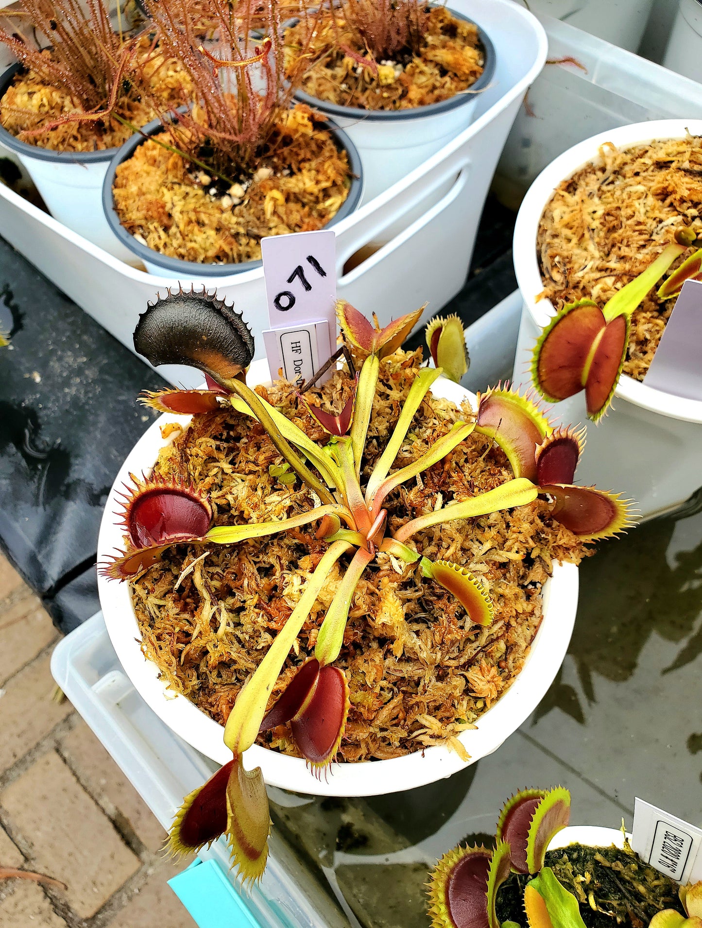 Get me that plant - 071 - HF Dorothy's Ruby Red Rippers Flytrap Carnivorous plant