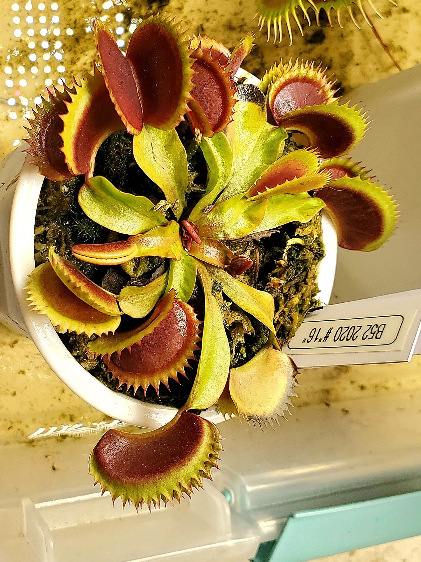 Hunter Flytraps B52 x Jaws 2020 #16 - Venus Flytrap Carnivorous Plant