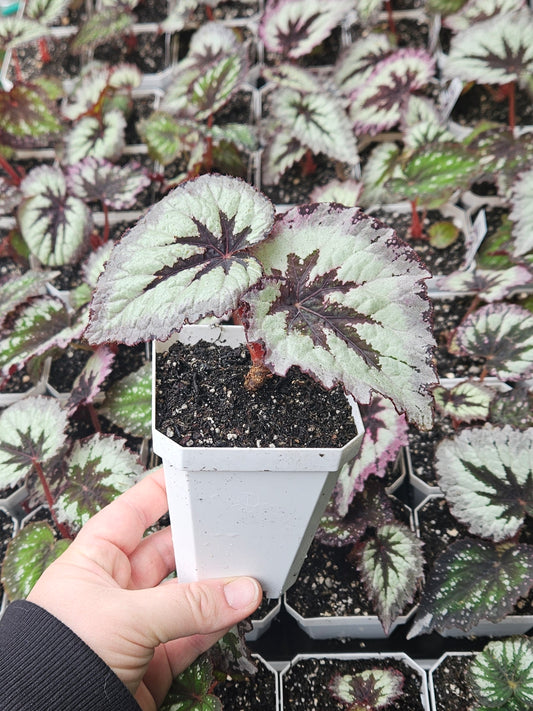 Begonia Rex - Harmony's 'Fire Woman'