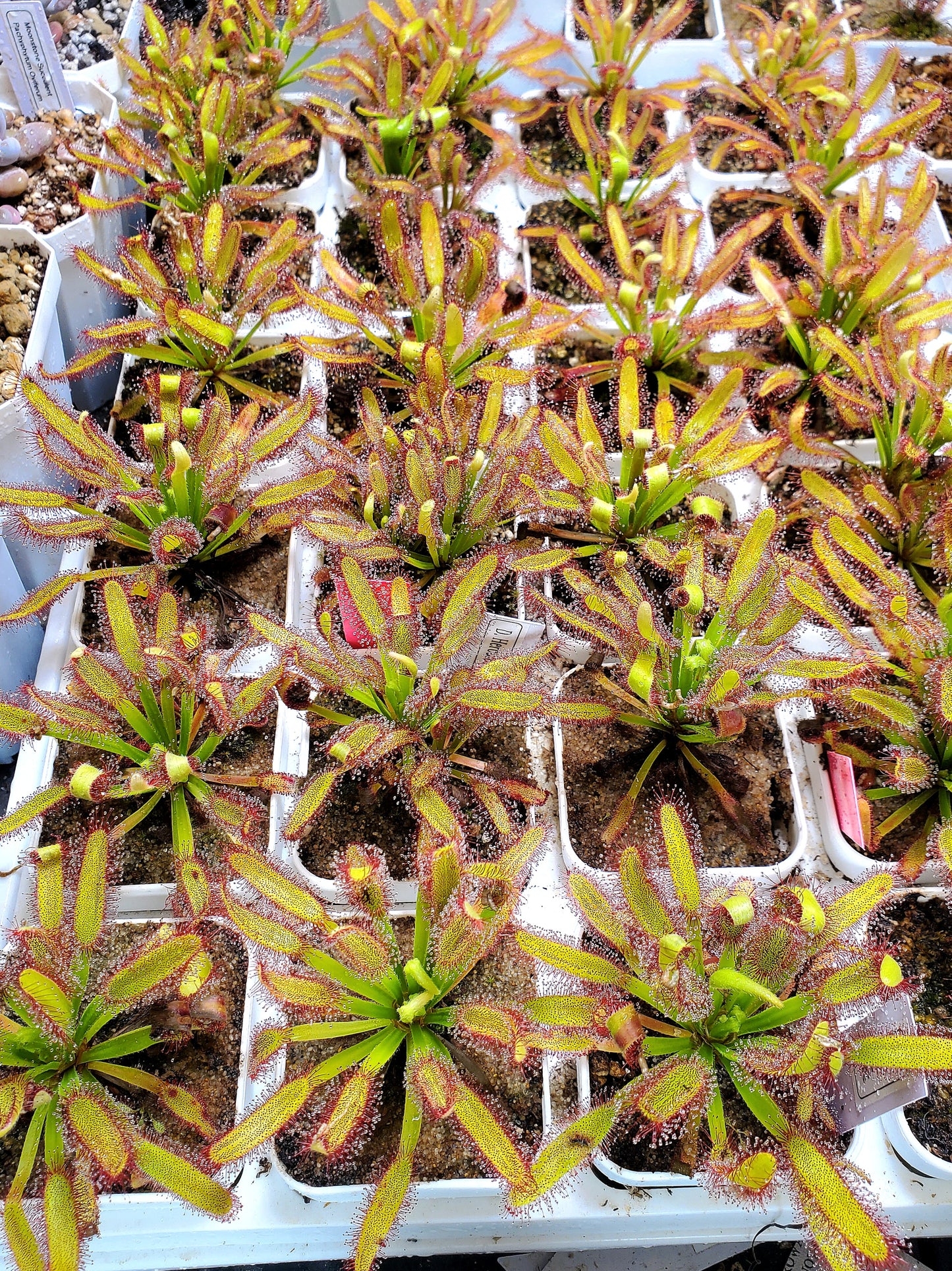 Drosera Hercules x Self Sundew Carnivorous Plant