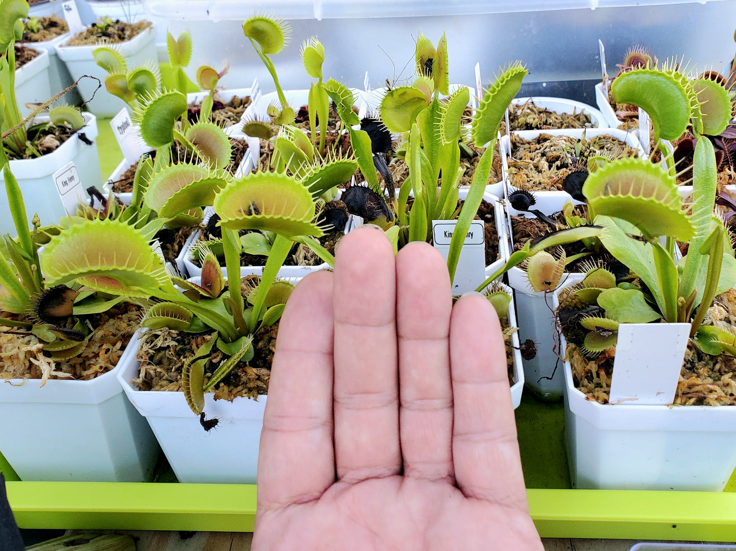 King Henry - Venus Flytrap Carnivorous Plant