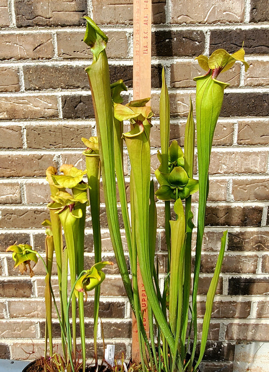 Pitcher Plant - Sarracenia Flava var Rugelli Eastern AL Carnivorous Live Plant