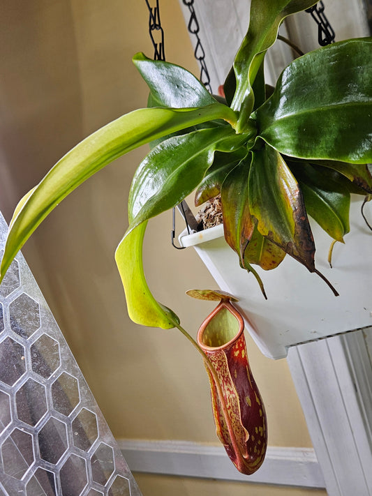 Nepenthes x St. Gaya