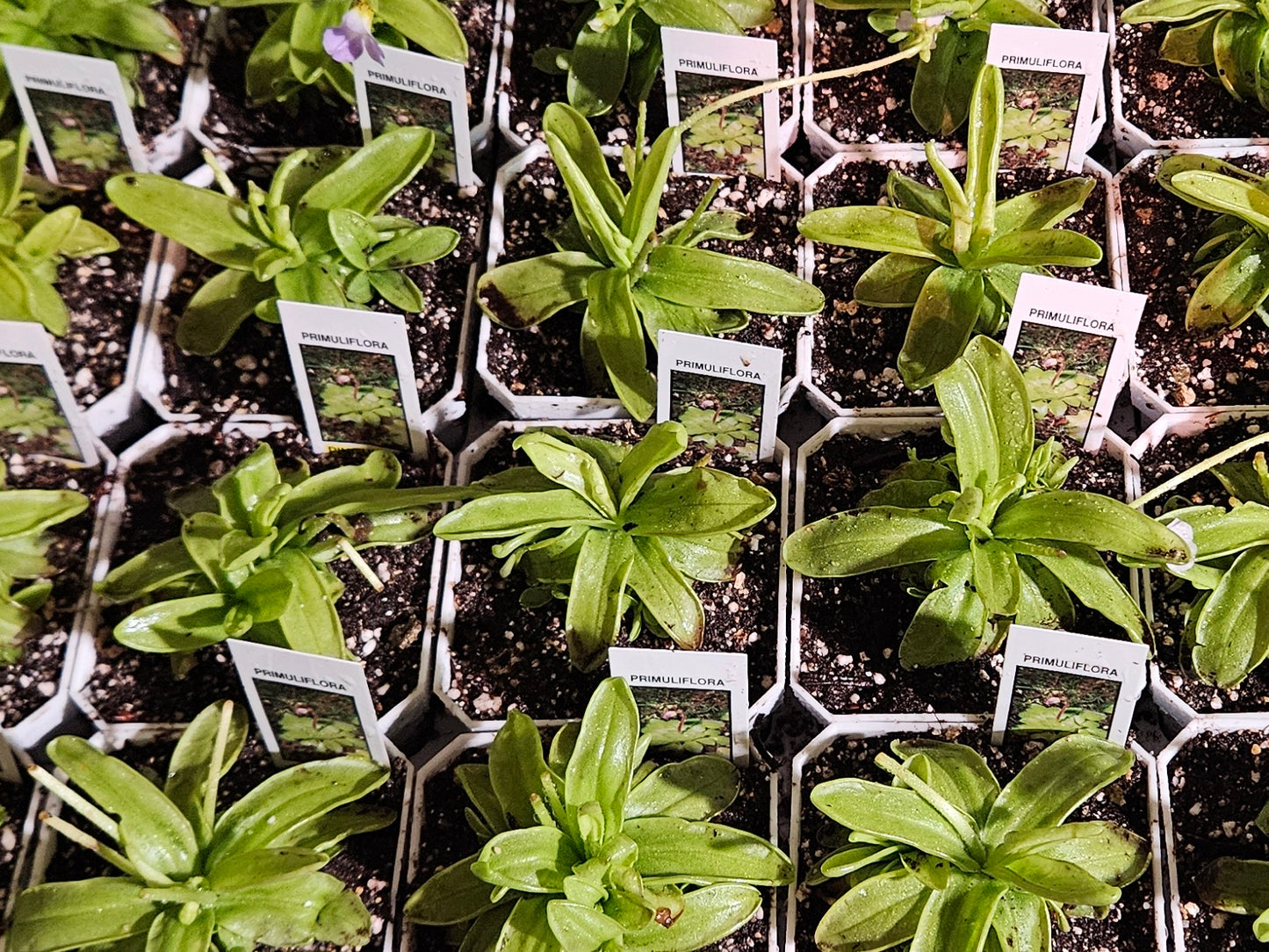 Pinguicula Primuliflora Live Carnivorous Plant