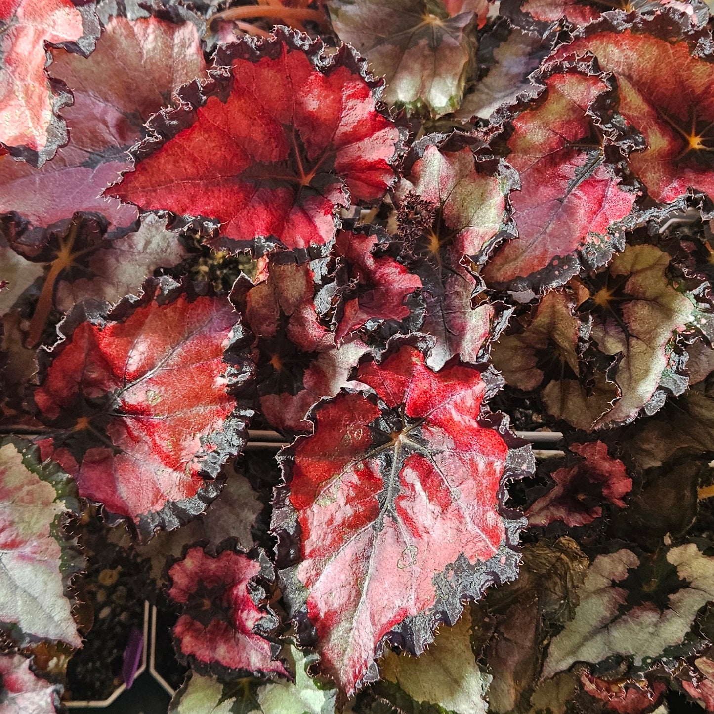 Begonia Rex - 'Harmony's Red Robin'