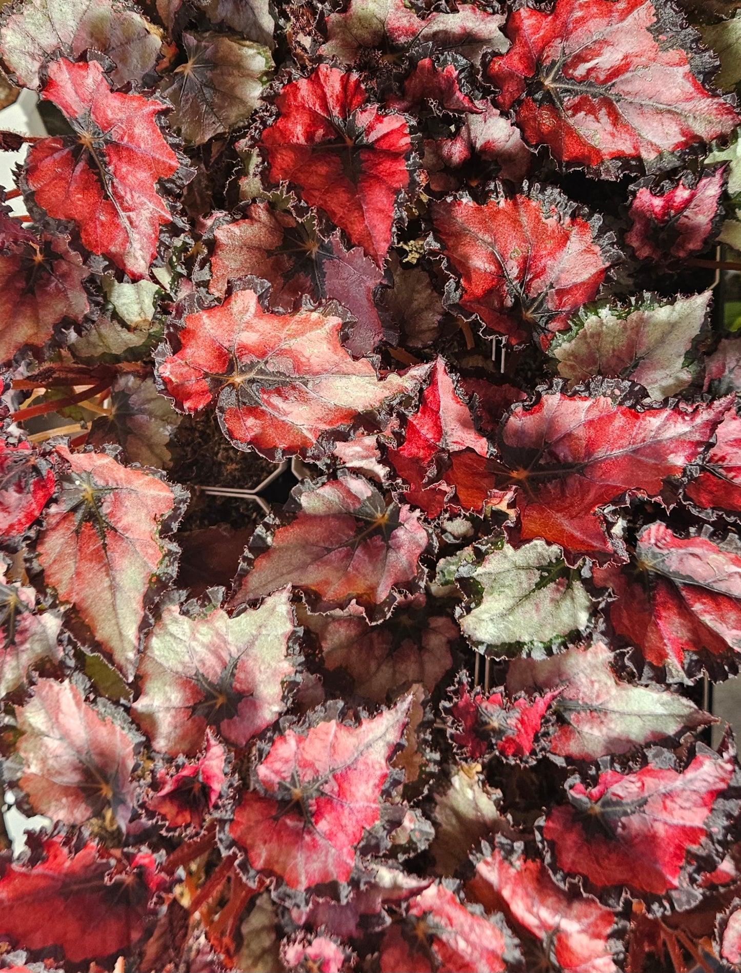 Begonia Rex - 'Harmony's Red Robin'
