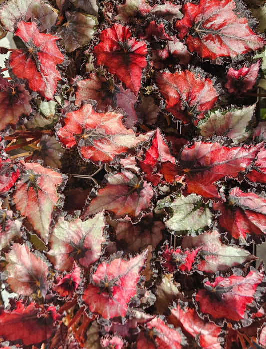 Begonia Rex - 'Harmony's Red Robin'