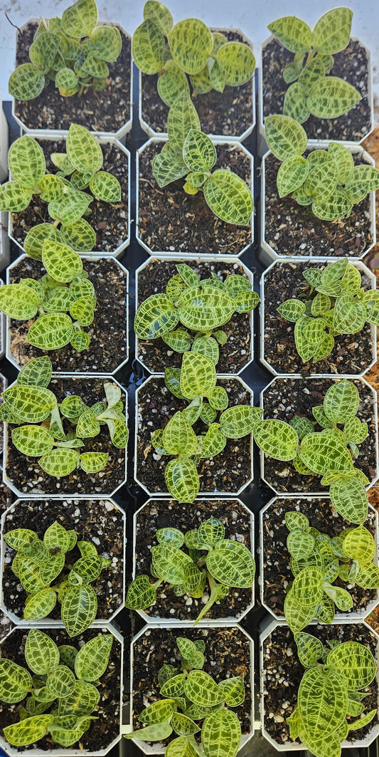 Lightning Jewel Orchid - Macodes Petola