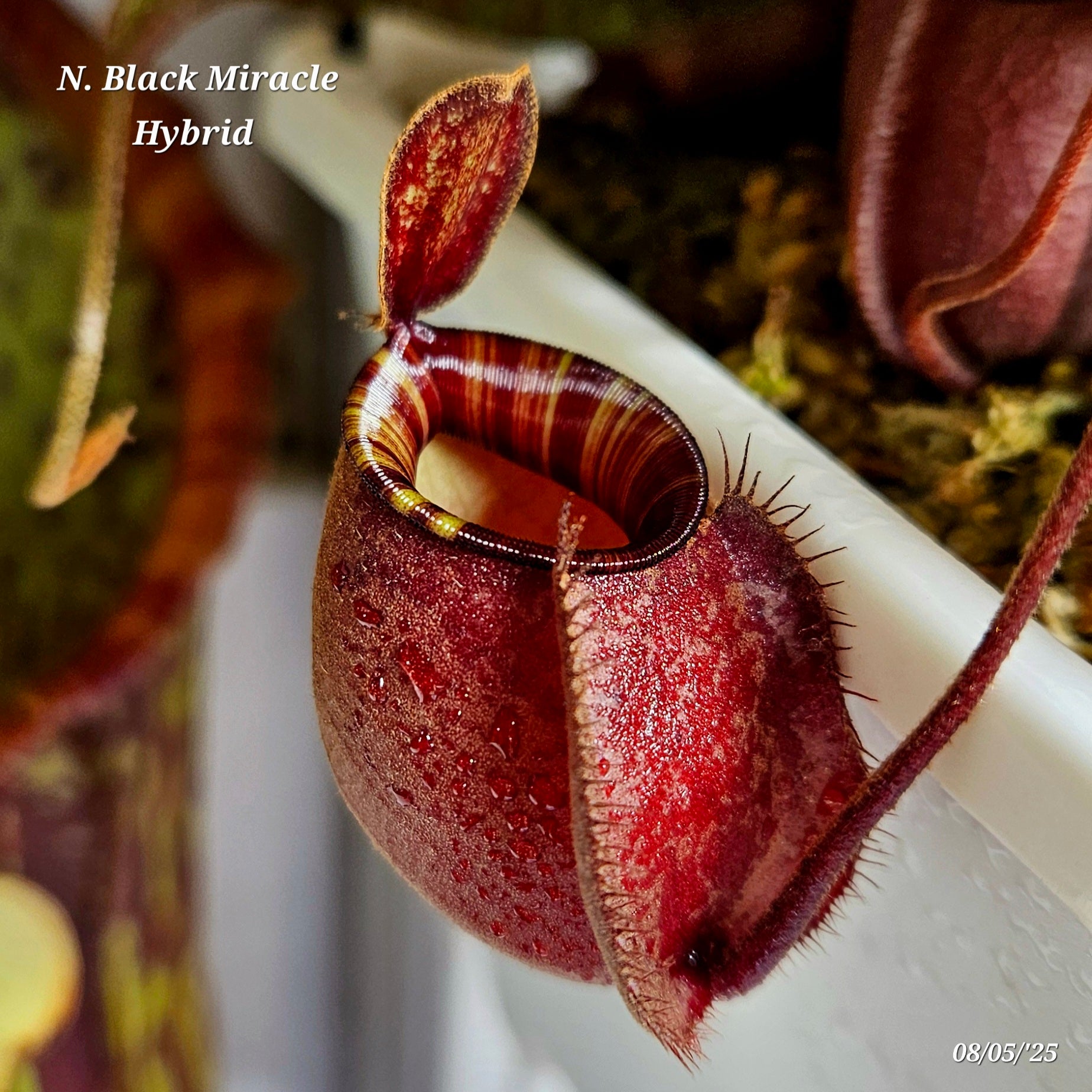 Nepenthes Ventricosa X Ampullaria Black Miracle – Hunter Flytraps