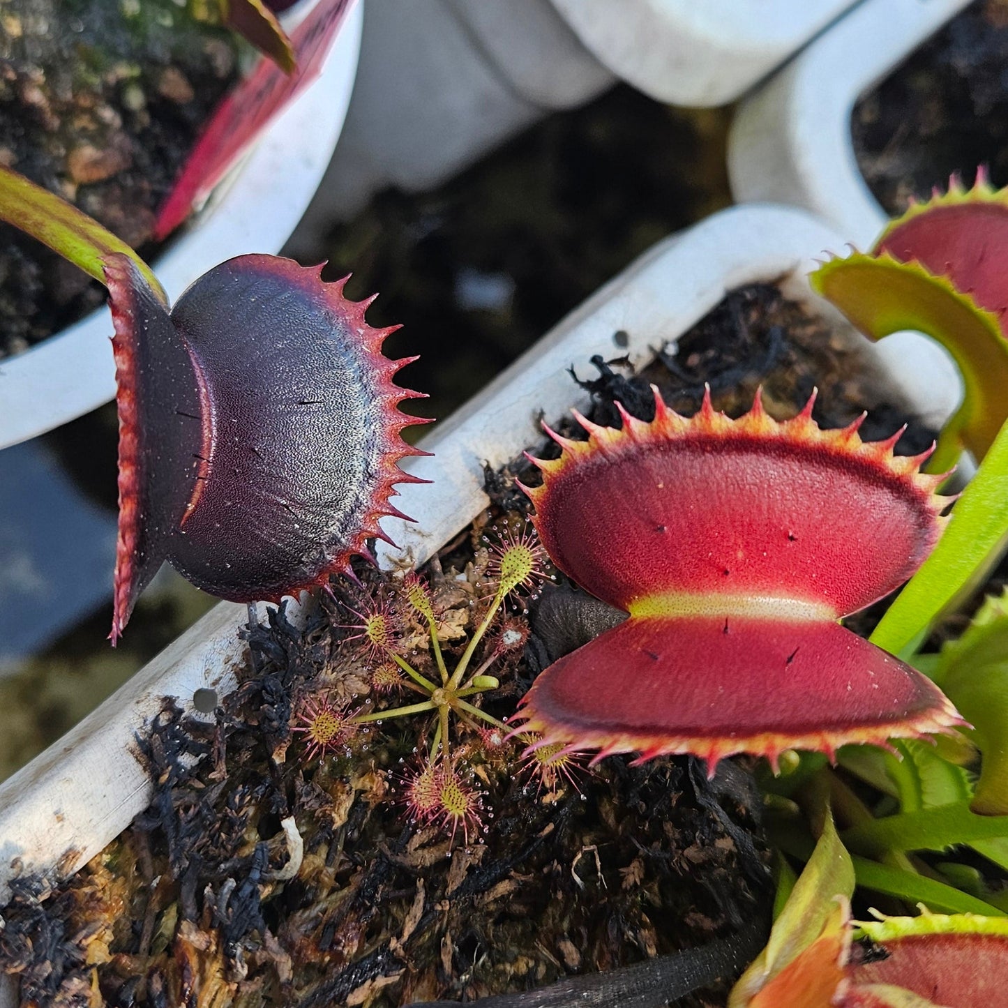 Wine Mouth Venus Flytrap Carnivorous Plant