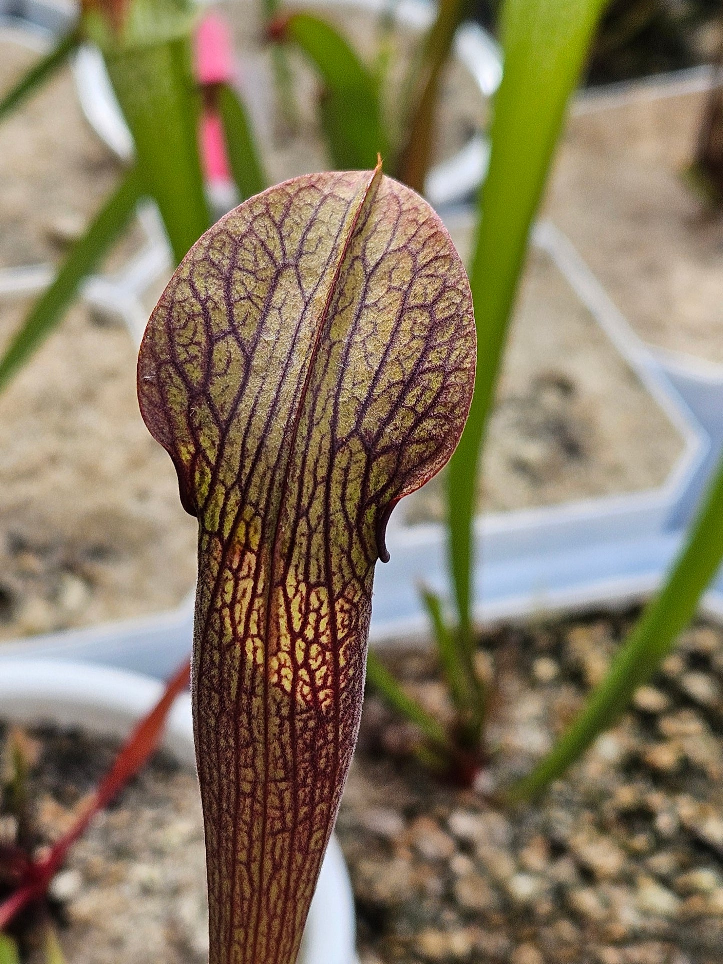 Pitcher Plant - Sarracenia Rubra Ancestral Peach Co, GA Carnivorous Live Plant