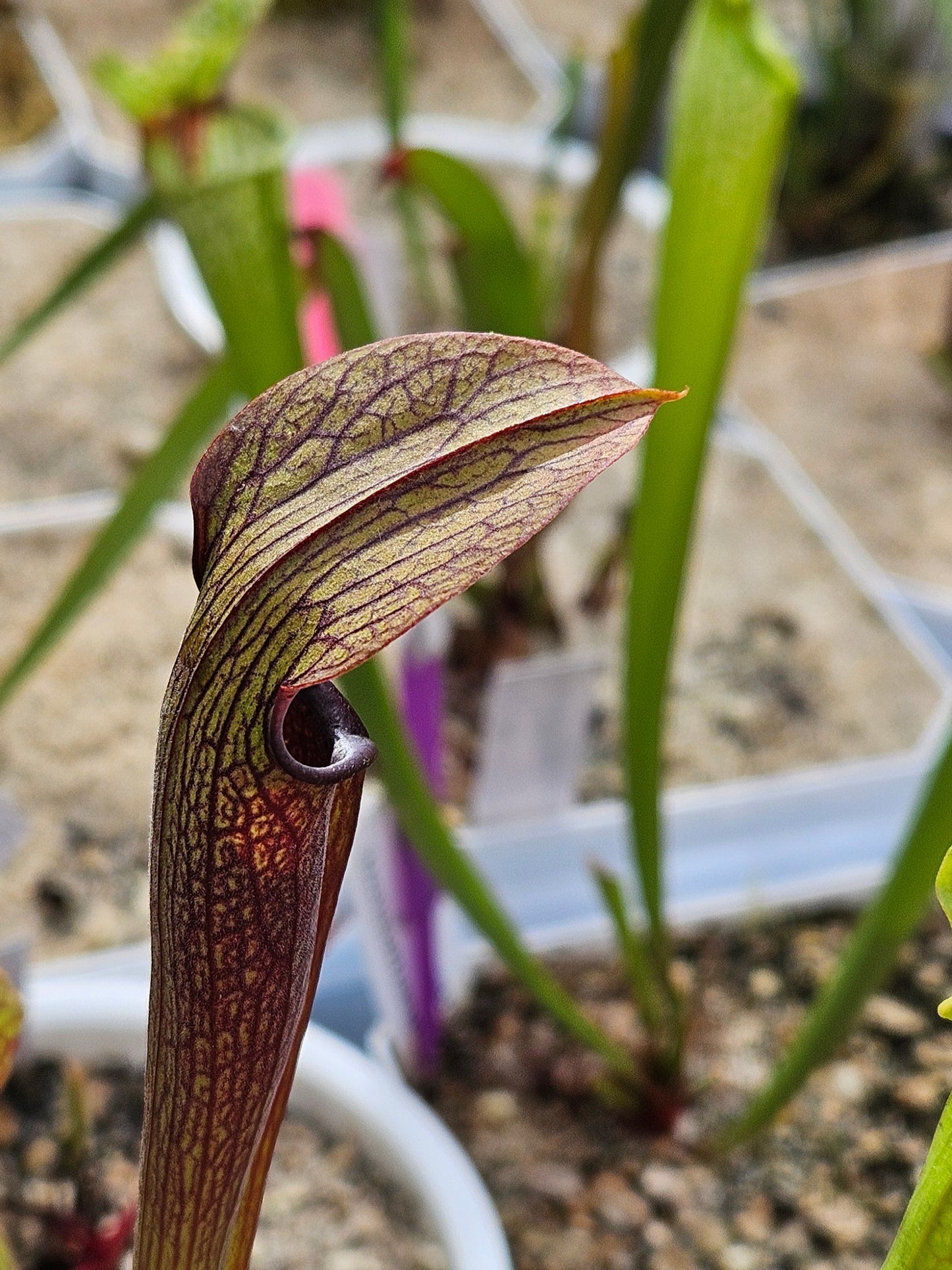 Pitcher Plant - Sarracenia Rubra Ancestral Peach Co, GA Carnivorous Live Plant