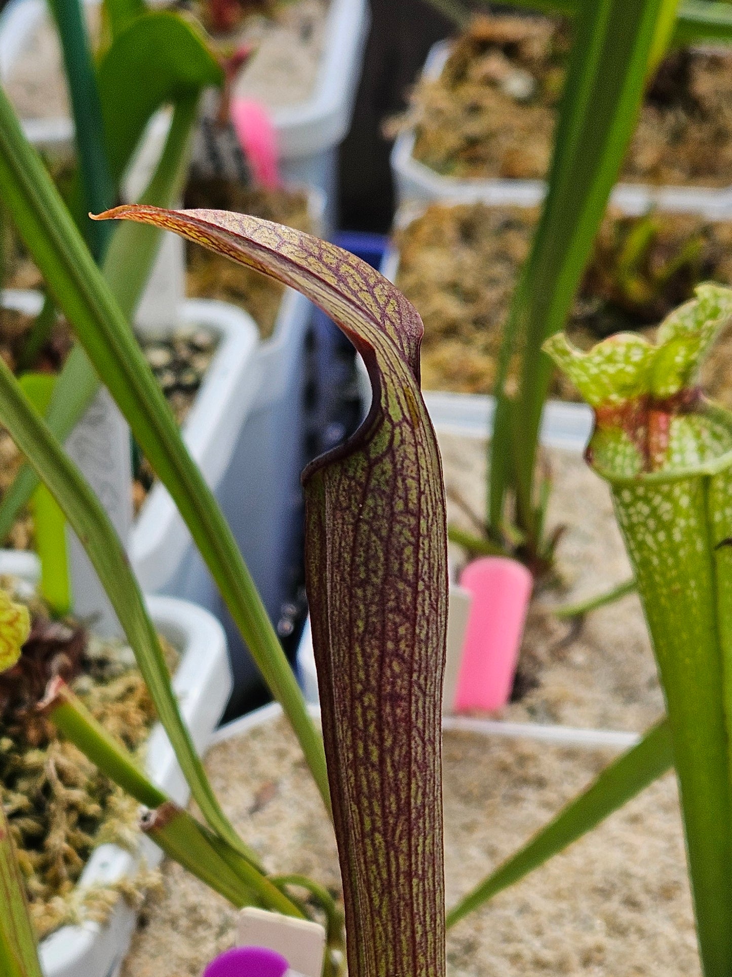 Pitcher Plant - Sarracenia Rubra Ancestral Peach Co, GA Carnivorous Live Plant