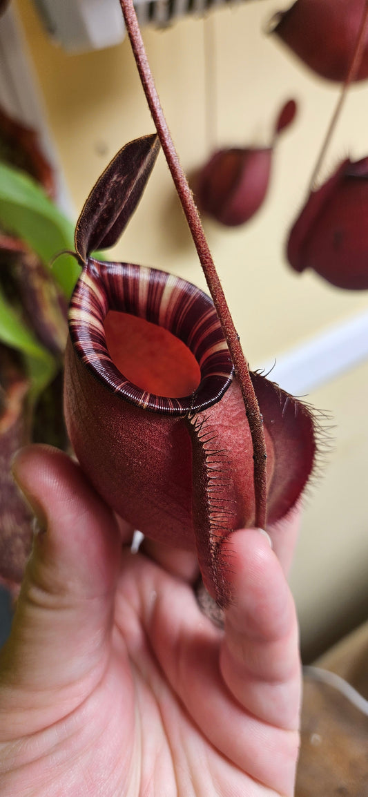 Nepenthes Ventricosa X Ampullaria Black Miracle