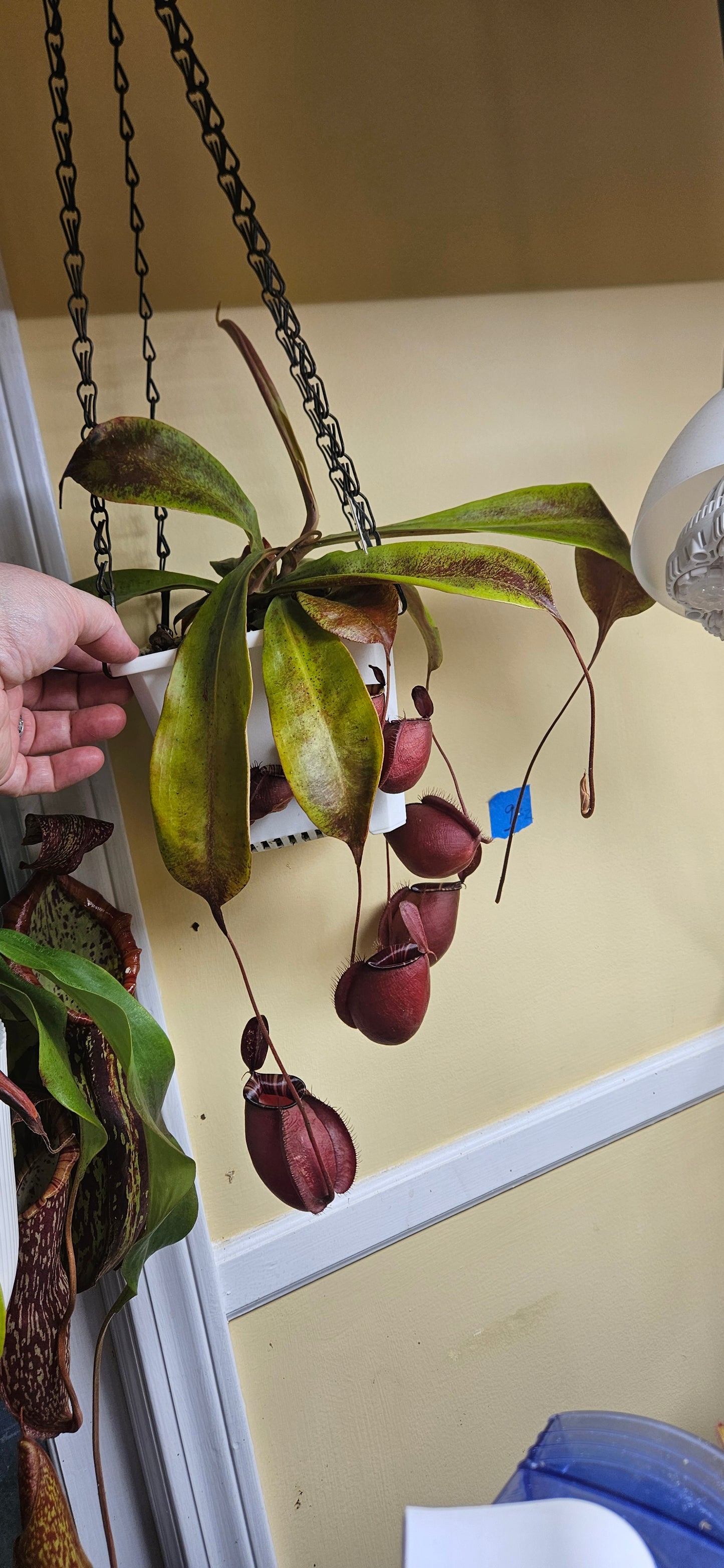 Nepenthes Ventricosa X Ampullaria Black Miracle