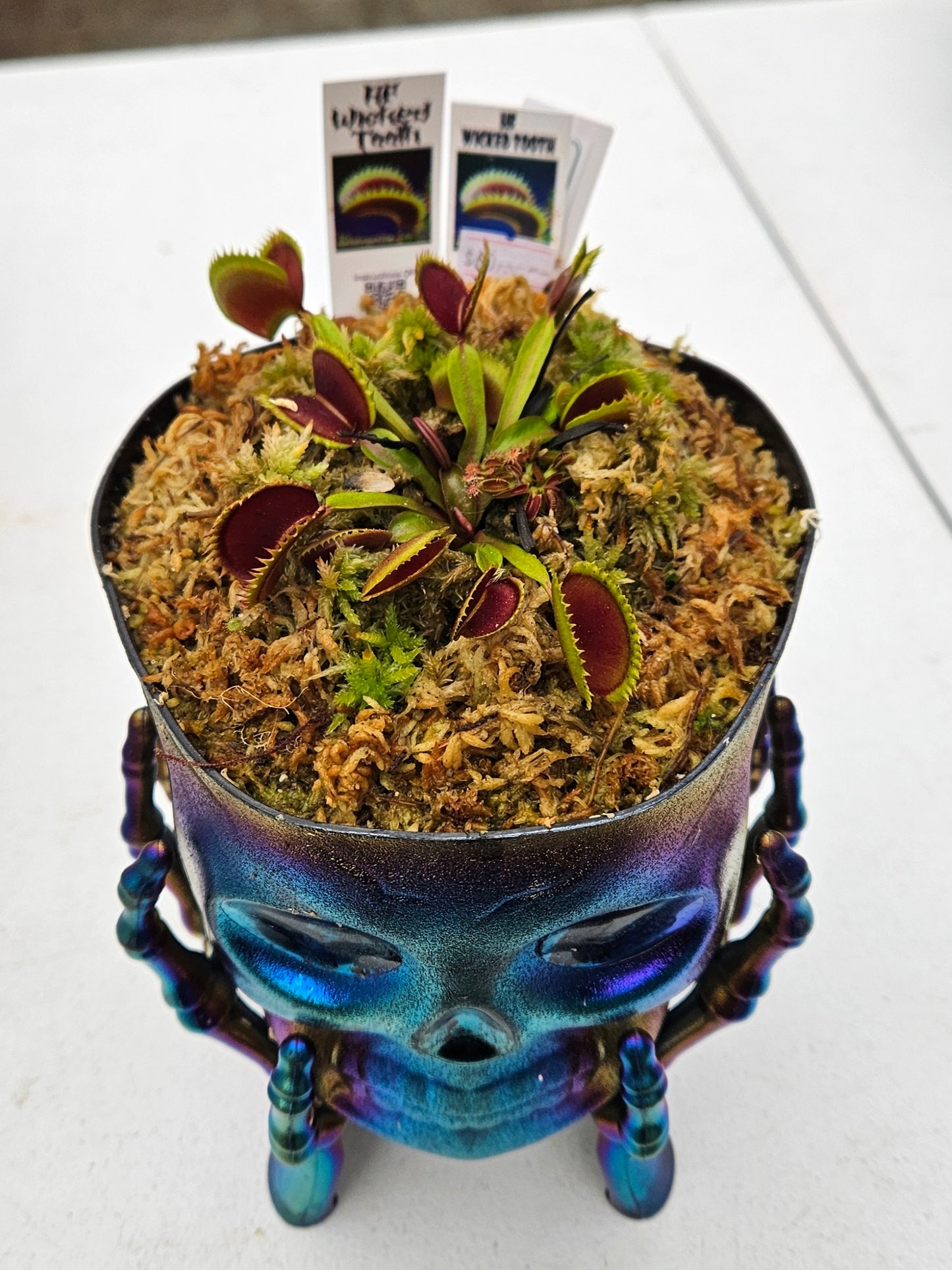 Get me that plant - 073 - Hunter Flytraps "Wicked Tooth" venus flytrap Skull Pot Carnivorous live plant