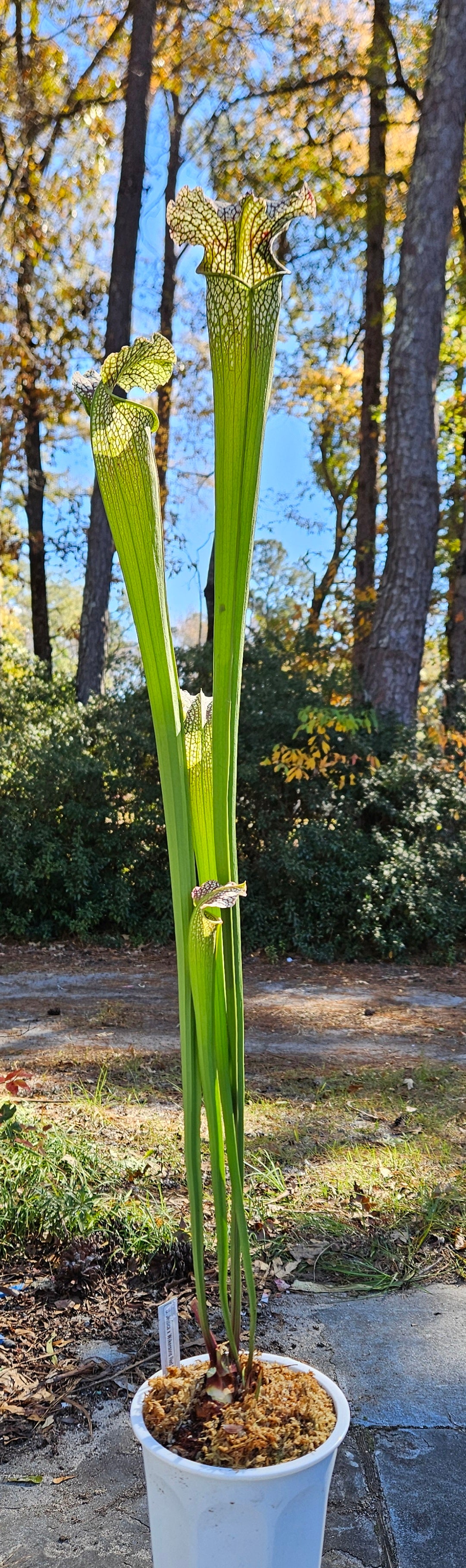 Pitcher Plant - Sarracenia Jessica X Wilkersons Red Rocket