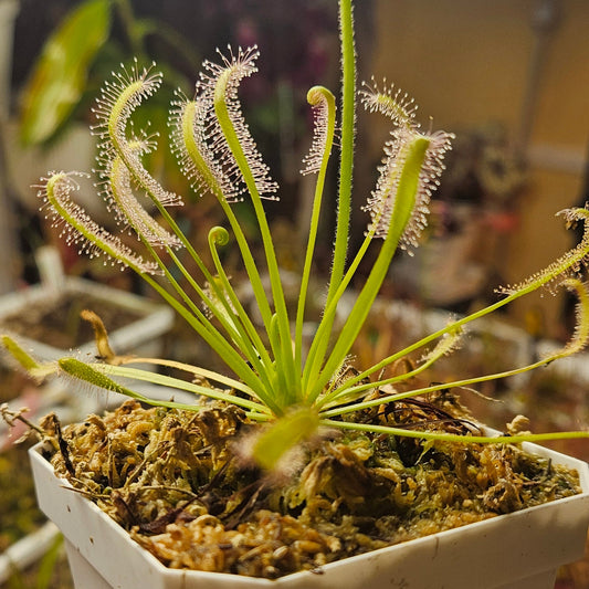 Drosera Capensis 'Alba' Cape Sundew Carnivorous Plant