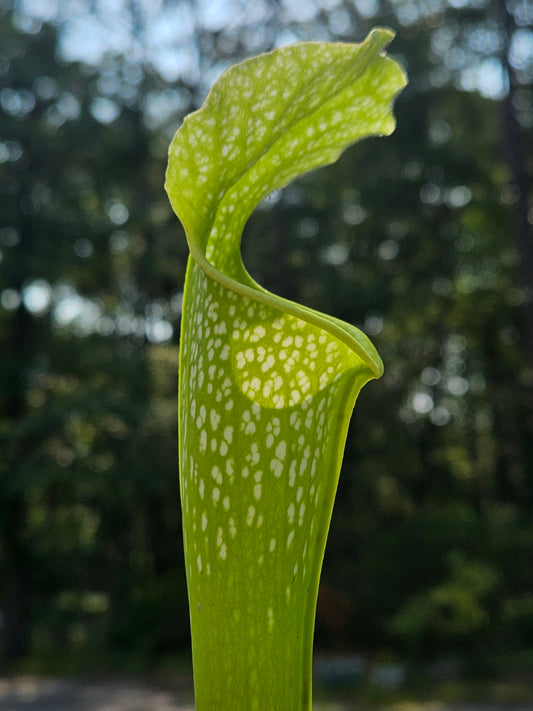 Pitcher Plant - Sarracenia AF Gulfensis x AF Leuco Carnivorous Live Plant
