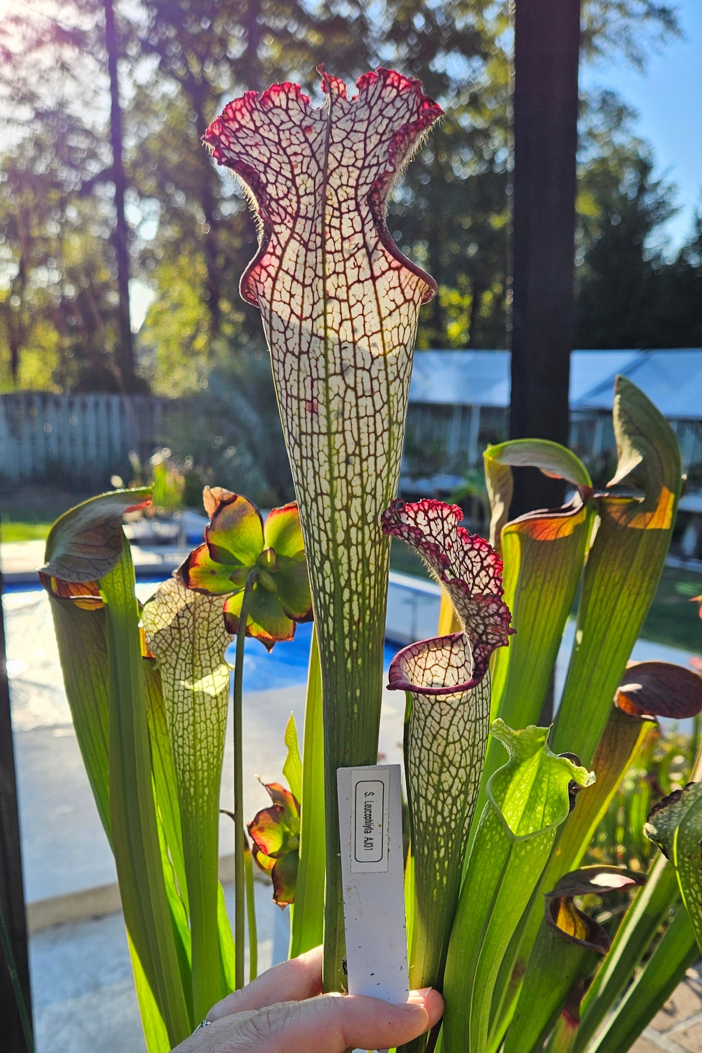 Pitcher Plant - Sarracenia Leucophylla AJ01 - Carnivorous Live Plant