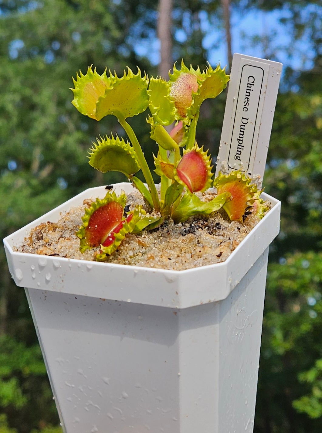 Chinese Dumpling - Venus Flytrap Carnivorous Plant