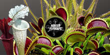 Hunter Flytraps