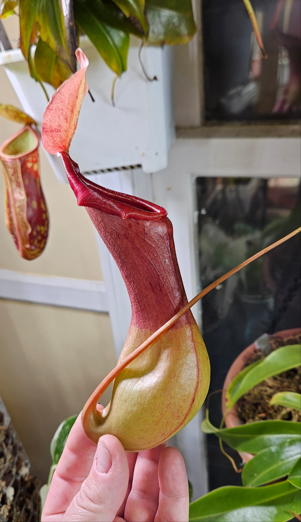 Nepenthes Alata x Maxima