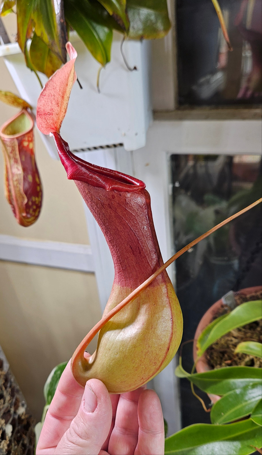 Nepenthes Alata x Maxima