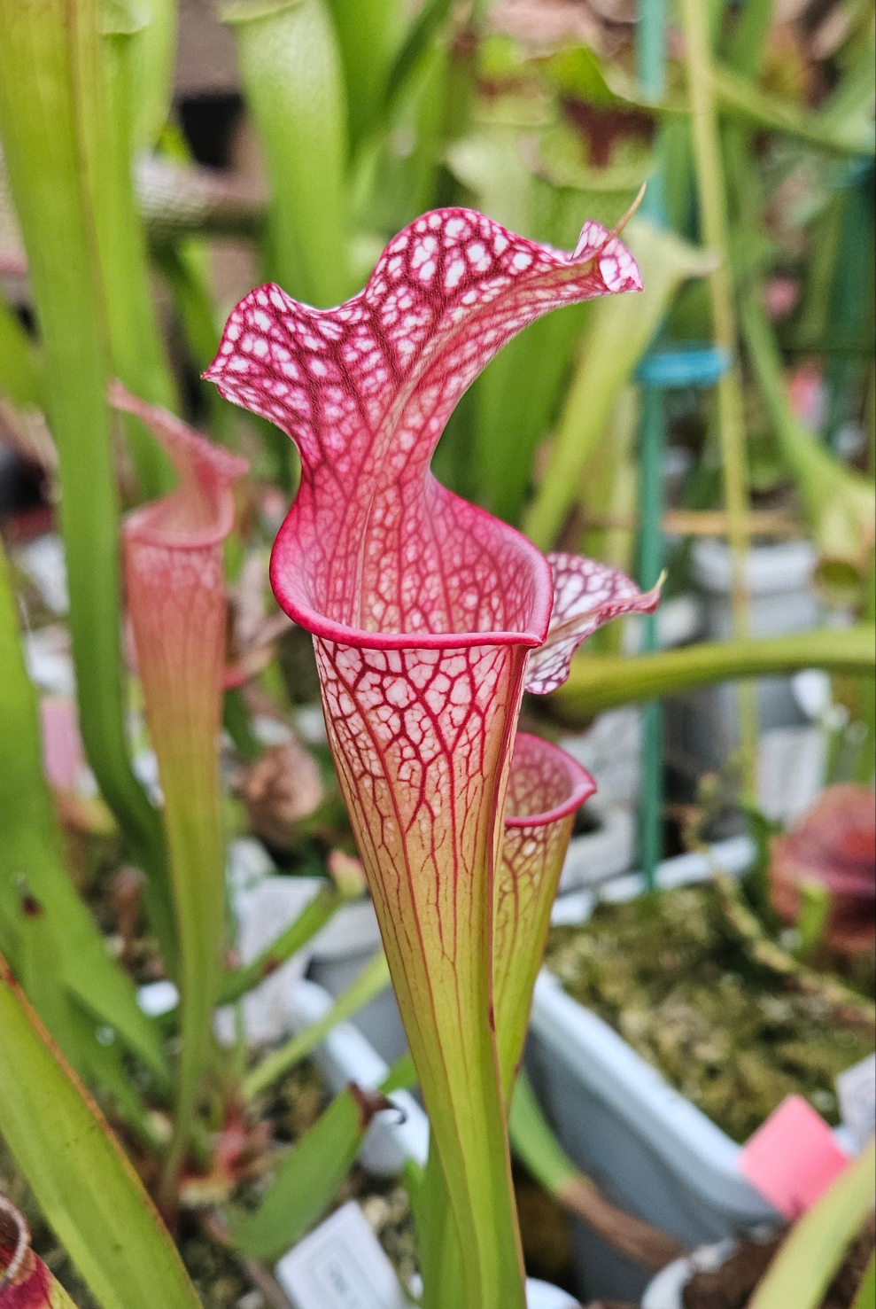 Pitcher Plant - Sarracenia Oreo x Adrian Slack - Carnivorous Live Plant