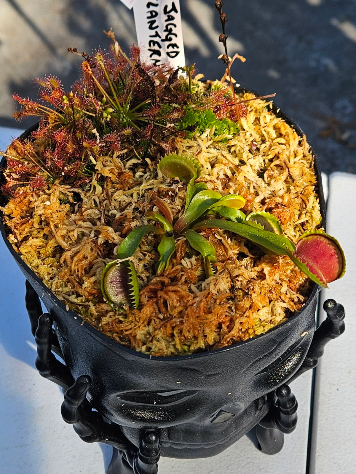 Potted carnivorous plant with a decorative stand on a reflective surface