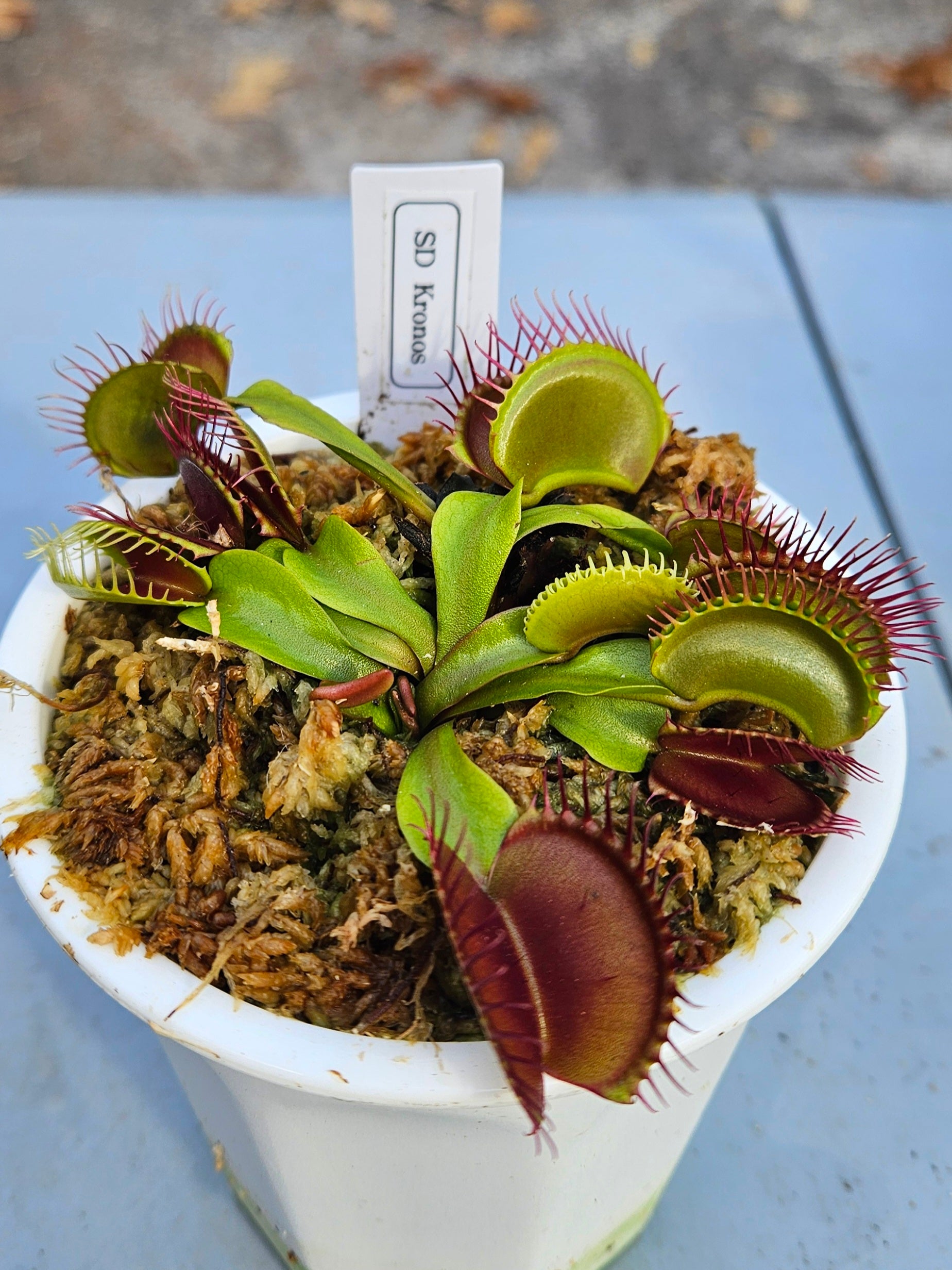 ベラドンナ SD Kronos - Venus Flytrap Carnivorous Plant (LARGE) – Hunter Flytraps