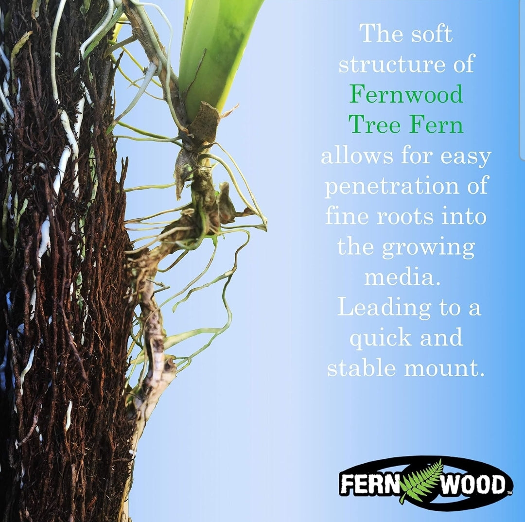 FERNWOOD New Zealand Tree Fern Orchid Board Twin Pack - 12" × 6", 1" thick.
