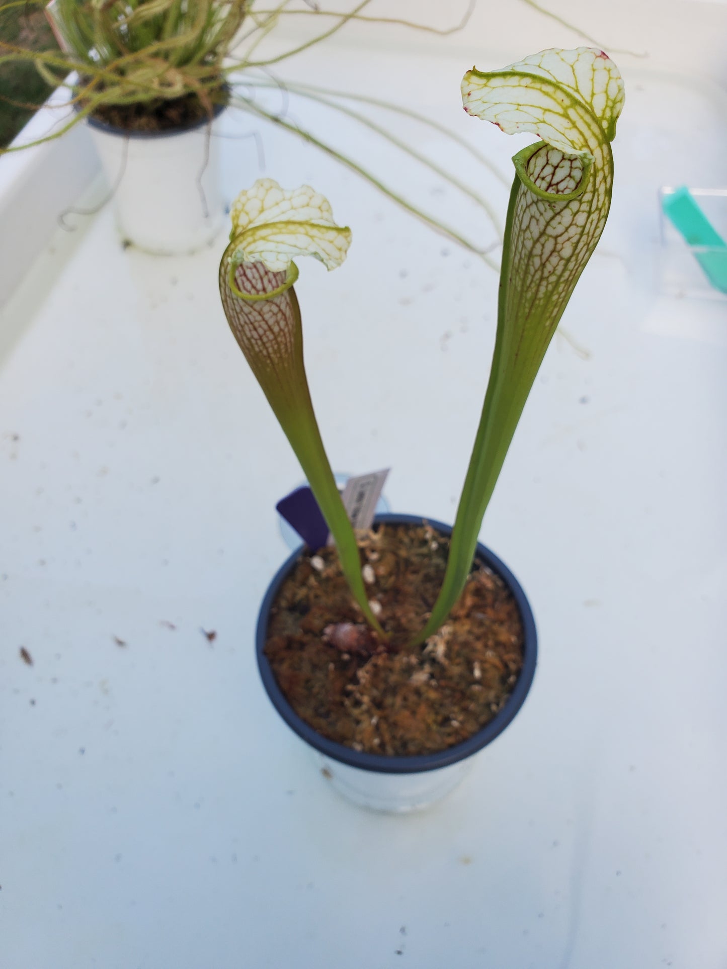 Pitcher Plant - Sarracenia Lemon Yellow Alata x HCW Clone F Carnivorous plant