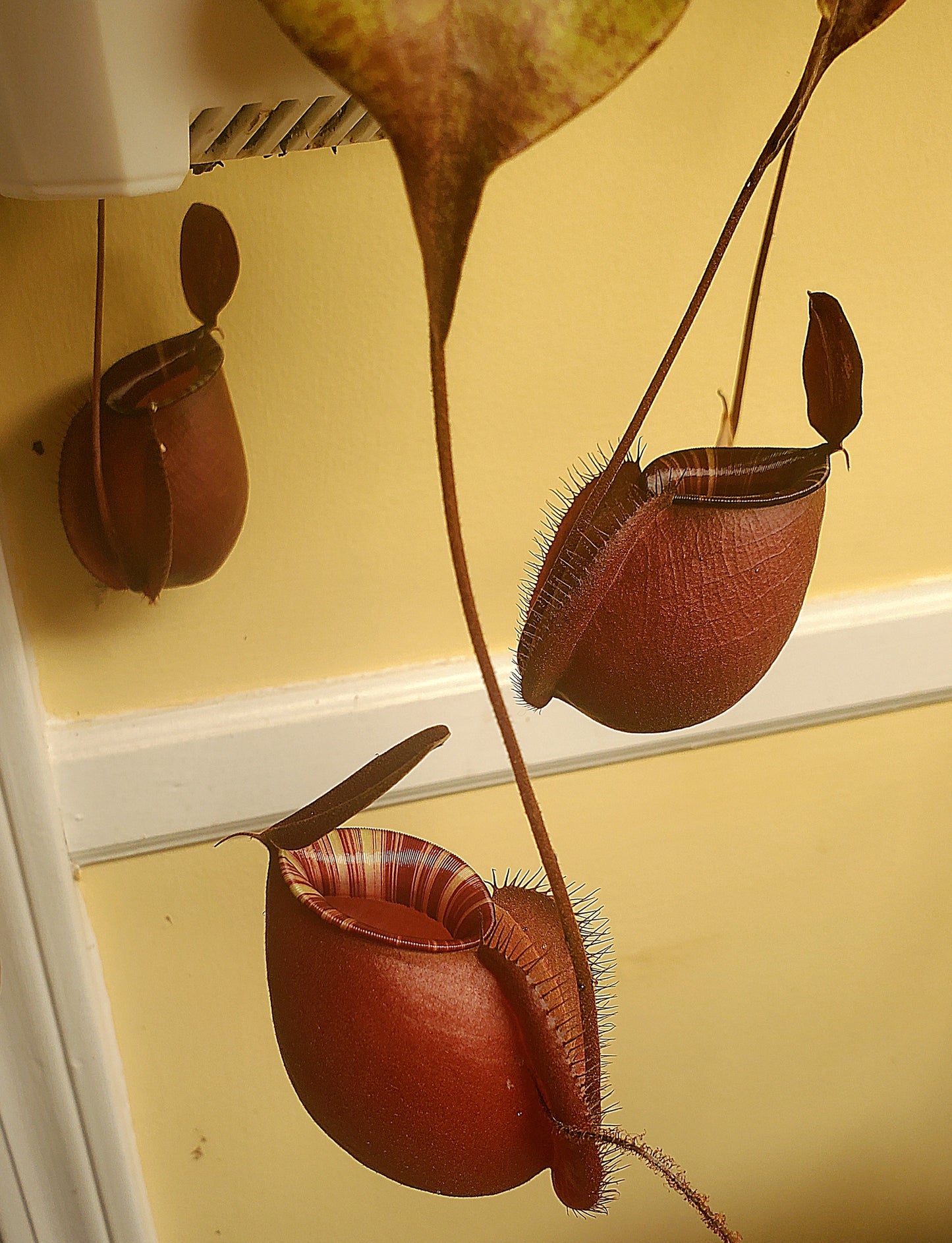 Nepenthes Ventricosa X Ampullaria Black Miracle