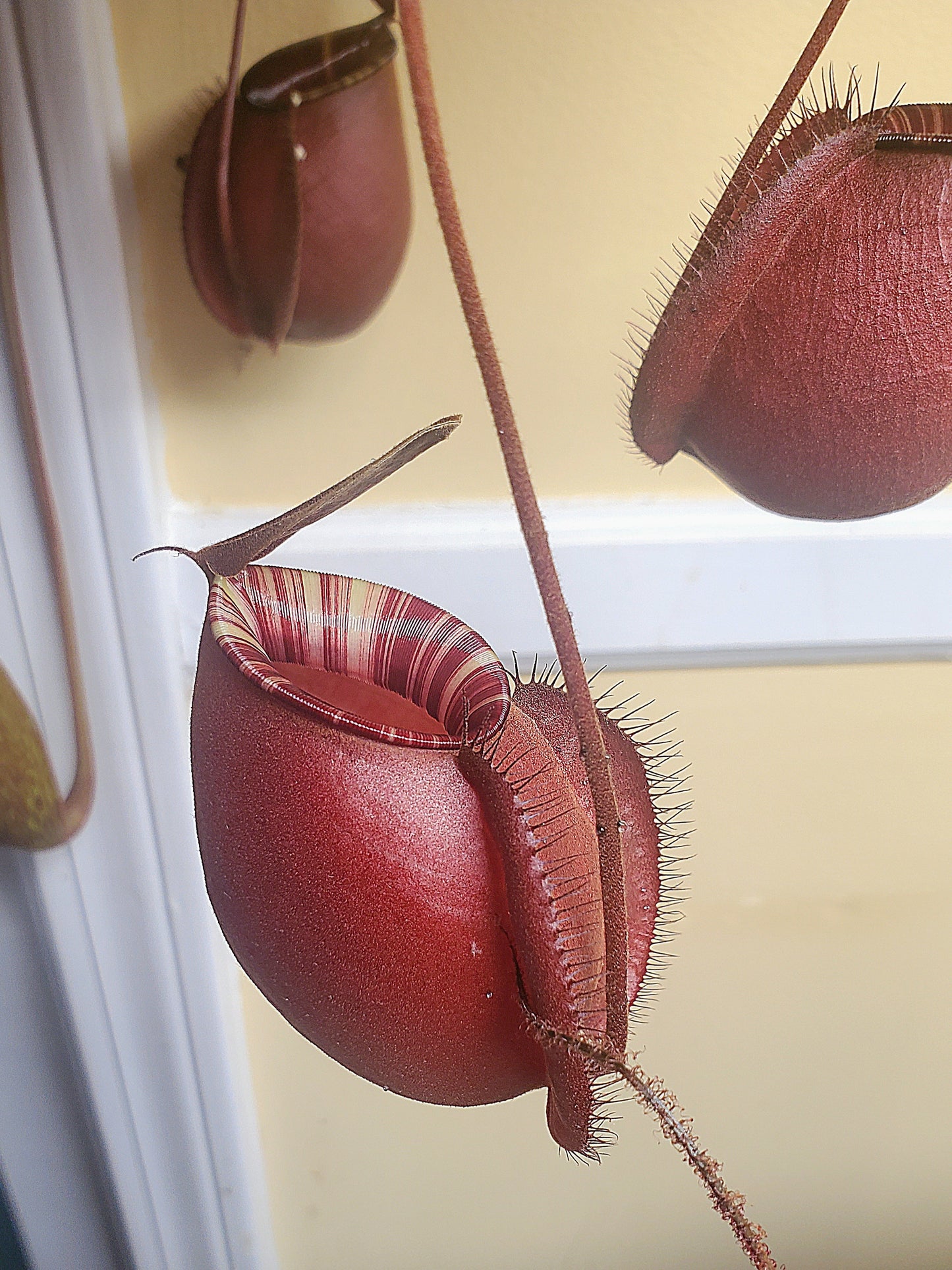 Nepenthes Ventricosa X Ampullaria Black Miracle