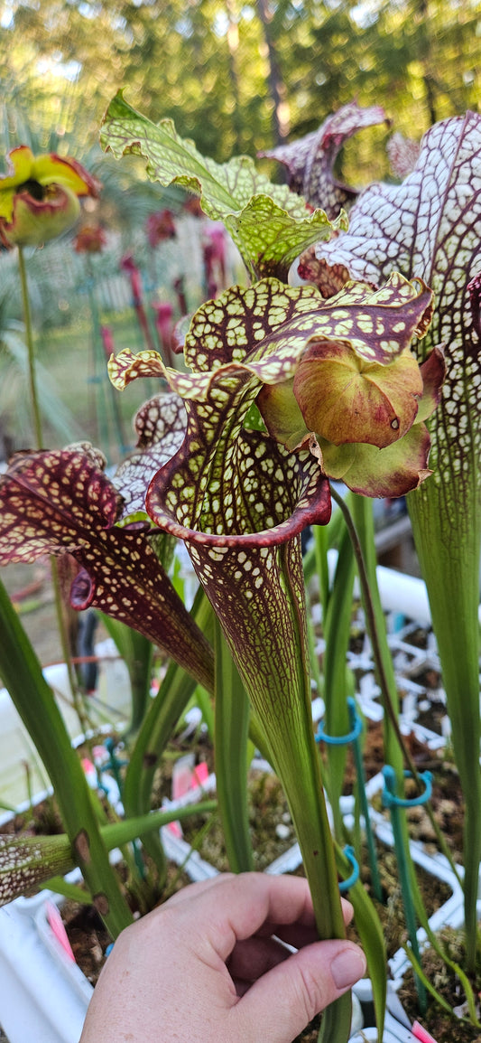 Pitcher Plant - Sarracenia Leucophylla Red (WRR x Frankin Co FL Clone B) x Adran Slack - YA - Bazooka Joe - Carnivorous Live Plant