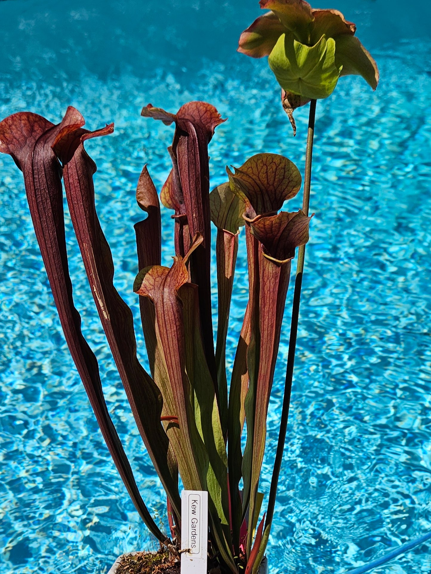 Pitcher Plant - Sarracenia "Kew Gardens" Carnivorous Live plant Kew Gardens