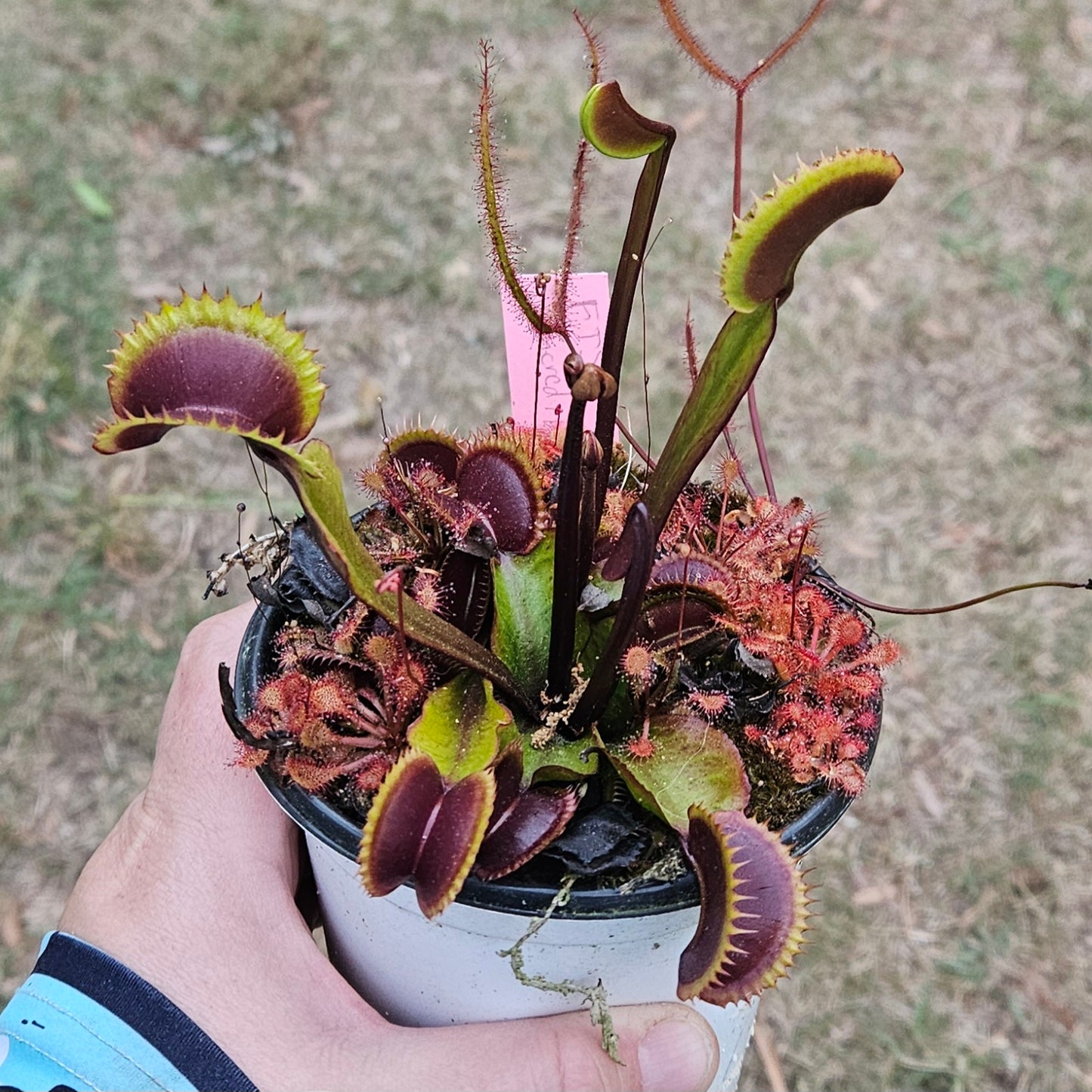 FTS Incredible Red Hulk - Venus Flytrap