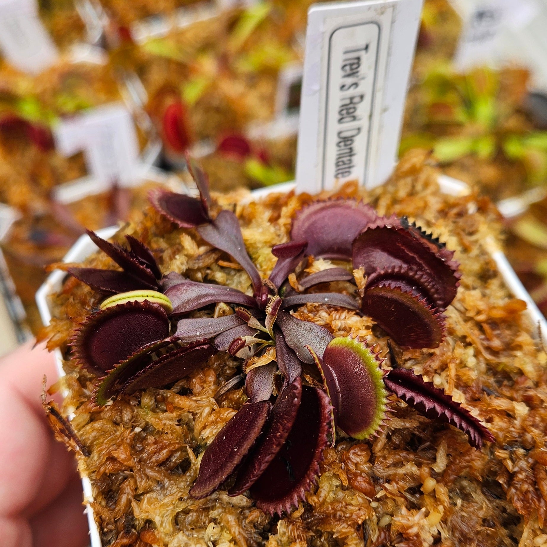 flabelus sethe ブラウン ブラック repetto Trev's Red Dentate - Venus Flytrap Carnivorous Plant – Hunter Flytraps